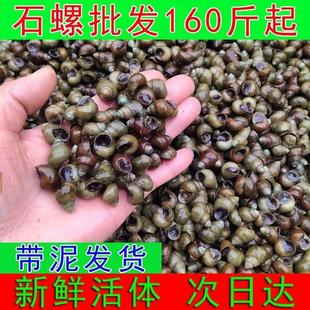 顺丰快递 田螺鲜活打窝石螺稻田养殖种螺青鱼饵料螺苗活体现捞鲜