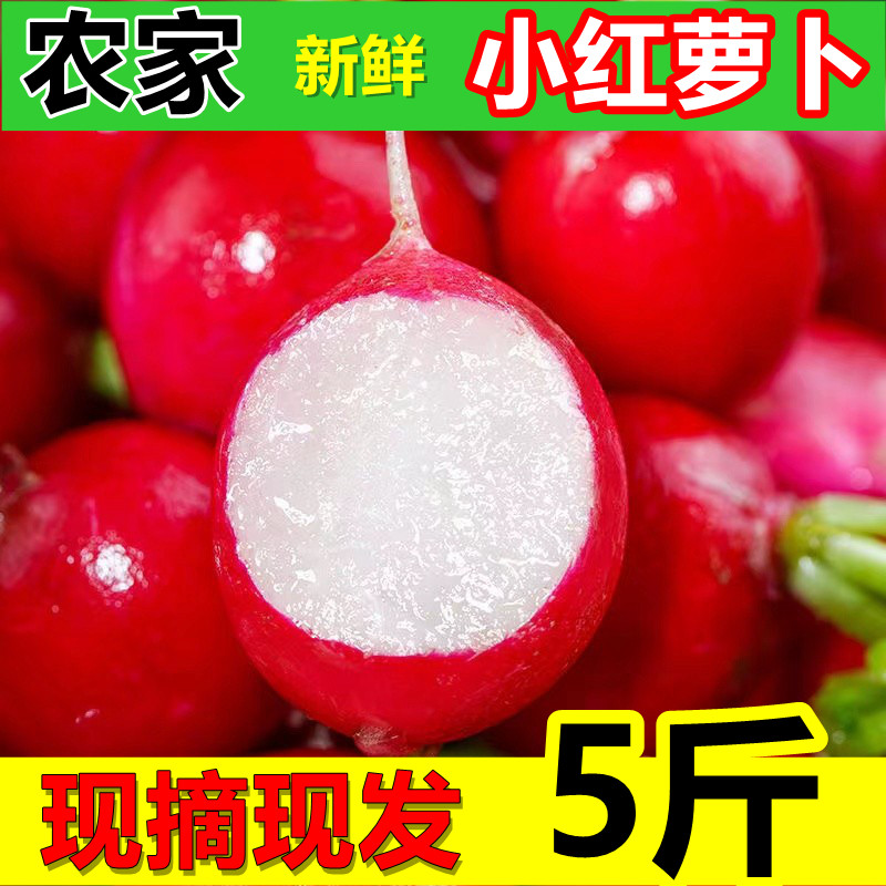 樱桃萝卜新鲜小红萝卜水果沙拉蔬菜泡萝卜酱菜红皮迷你小萝卜5斤,水产肉类/新鲜蔬果/熟食,萝卜/胡萝卜,淘宝优惠券,粉丝福利购,淘宝优惠卷