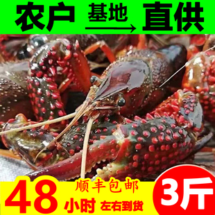 湖北潜江鲜活小龙虾3456789钱清水红壳稻田淡水虾麻辣新鲜活虾3斤