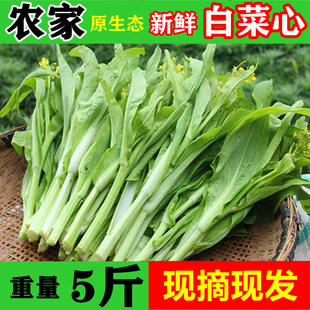 湖北新鲜柳叶菜心菜花红菜苔白菜苔农家脆甜青菜现摘现发蔬菜5斤