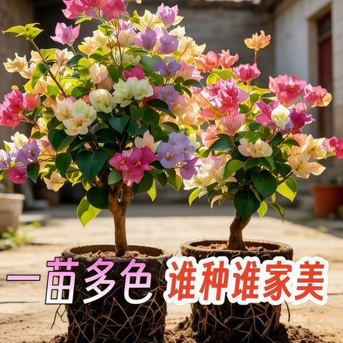 三角梅老桩多色盆栽耐热好养