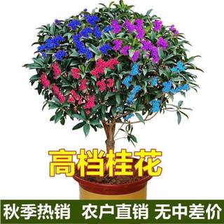 桂花树苗四季桂盆栽可食用开花不断室内阳台庭院浓香型花卉植物