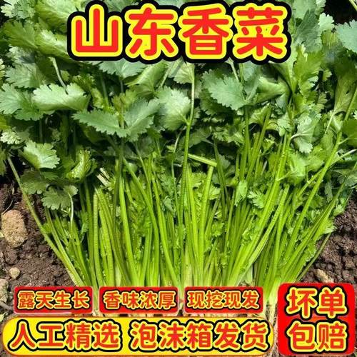 山东农家自种当季蔬菜现挖香菜包邮新鲜香菜当季芫荽