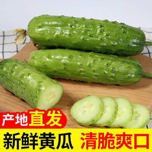 山东新鲜旱黄瓜生吃当季蔬果