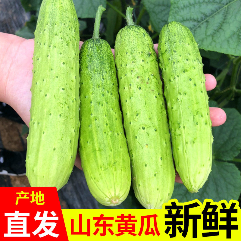 山东旱黄瓜生吃新鲜水果小黄瓜孕妇蔬菜脆嫩青瓜整箱包邮