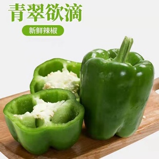 新鲜青椒菜椒不辣柿子椒青圆椒灯笼椒水果辣椒甜椒太空椒