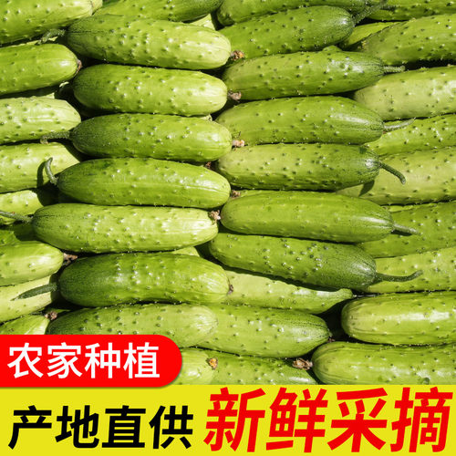 山东生吃脆嫩整箱包邮小黄瓜