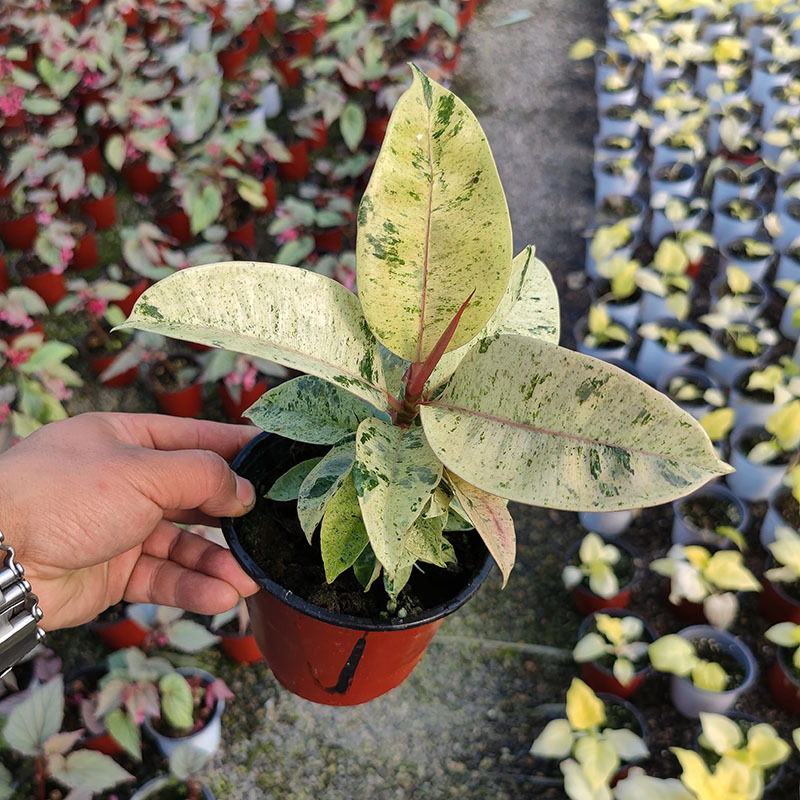 观叶绿植常绿橡皮树阳台净化空气