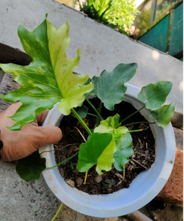 春雨锦龙鳞春春雨锦化植物蔓绿绒盆栽室内阳台客厅净化空气