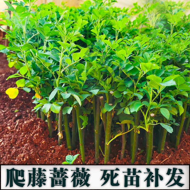 云南多花蔷薇苗爬藤玫瑰花苗四季开盆栽植物阳台庭院