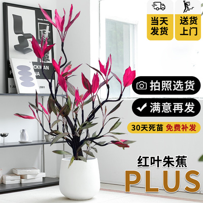 造型红叶朱蕉盆栽大型绿植办公室内客厅高级感落地式真花吸甲醛