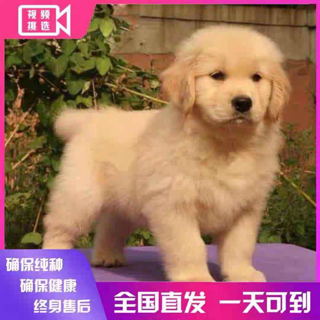 纯种金毛幼犬家养小狗金毛犬狗狗活物大型拉布拉多幼犬宠物狗活体