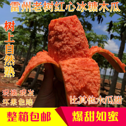新鲜冰糖红心现摘树上熟整箱水果