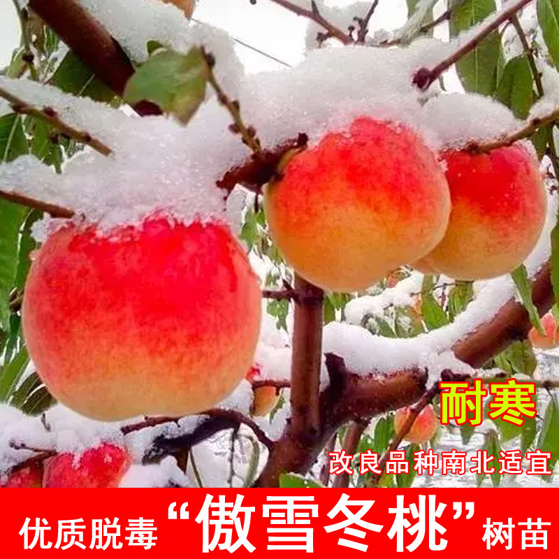 傲雪冬桃树苗嫁接巨型冬桃苗特大盆栽地栽北方南方种植当年结果苗