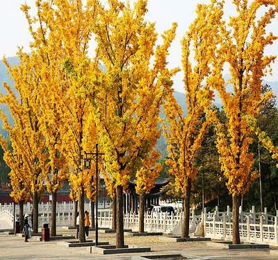 银杏树大苗带土球大树庭院银杏树风景树景观树园林绿化植物行道树