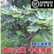 特大无花果苗树带土当年结果盆地栽南方北方庭院种植无花果大树苗