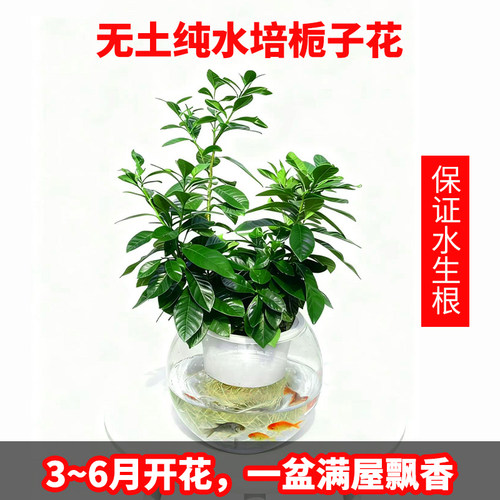 无土纯水培栀子花盆栽懒人好养