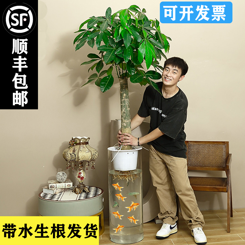 敏哥绿植轻奢纯水培发财树树带盆