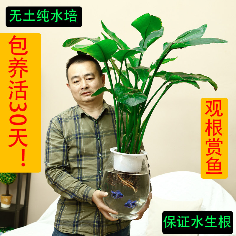 水培网红天堂鸟盆栽植物鹤望兰客厅办公室绿植大型北欧风天堂鸟