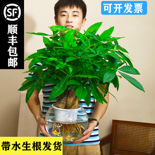纯水培单三杆发财树玻璃瓶盆栽绿植室内桌面净化空气植物高端轻奢