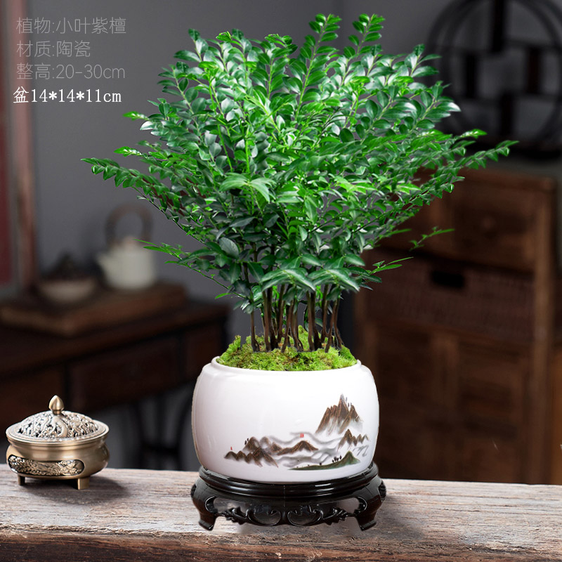 丛林小叶紫檀绿植盆栽客厅四季好养室内种植桌面小盆景植物摆件