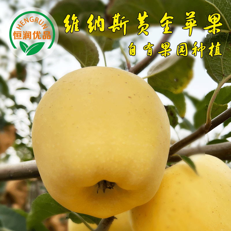 恒润优品维纳斯黄金苹果正宗山东烟台水果苹果产地直发顺丰包邮