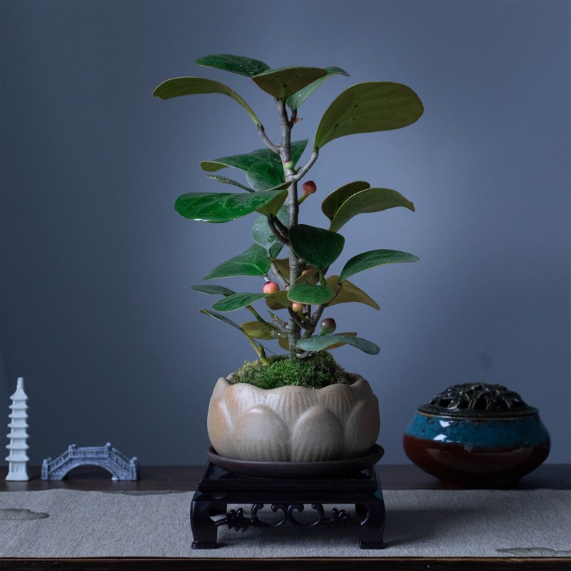 极速菩提树绿植i室内树桩盆景客厅室内办公室盆栽老桩四季常青禅
