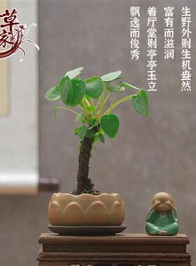 极速禅意盆栽 镜面草 网s红多肉植物吸毒草金线老桩铜钱草北欧风
