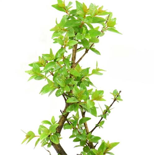 极速水杨梅鱼缸造景o水族水陆缸水培植物小树桩老桩盆景原生溪流