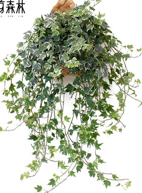 新品花叶常春藤吊兰垂吊植物壁挂绿植挂墙悬挂吊篮常X青盆栽室内