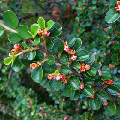 极速平枝荀子 铺地蜈蚣 小叶栒子B平枝旬子苗盆景匍匐灌木工程绿