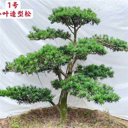 极速雀舌小叶大型造型树庭院盆景树罗汉松一O物一拍移植原土球耐