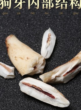 极速真狗牙吊坠狼牙吊坠男士黑狗牙项F链女狗牙齿随身挂件护身符