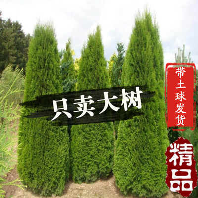 柏树树苗塔柏四季常青松柏树大树苗侧柏蜀桧苗扁柏宝塔松龙柏耐寒