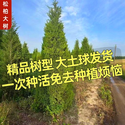 塔柏树苗庭院行道风景大树