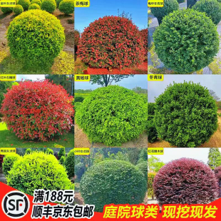 庭院别墅大叶冬青球小叶黄杨球石楠球红花继木球小叶女贞球绿化苗