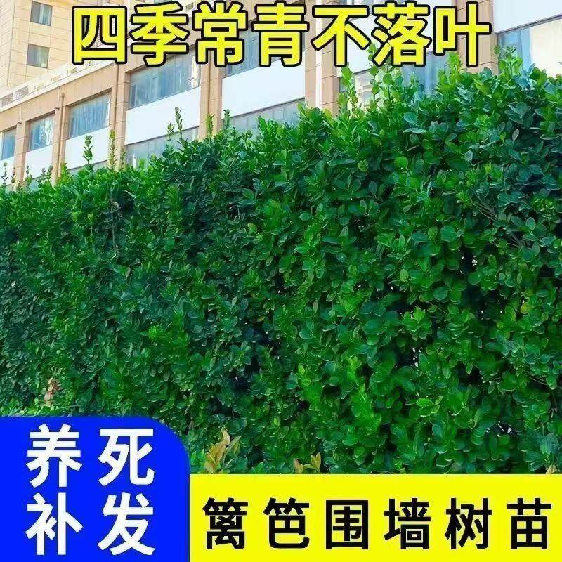 北海道黄杨树苗庭院围墙冬青耐寒大叶植物万年青丛生四季长青绿篱