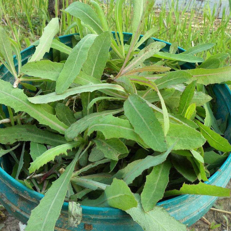 苦荬菜苦麻菜种子野苦菜取麻菜苦葛麻曲麻菜蔬菜种子苣苦麦菜种籽