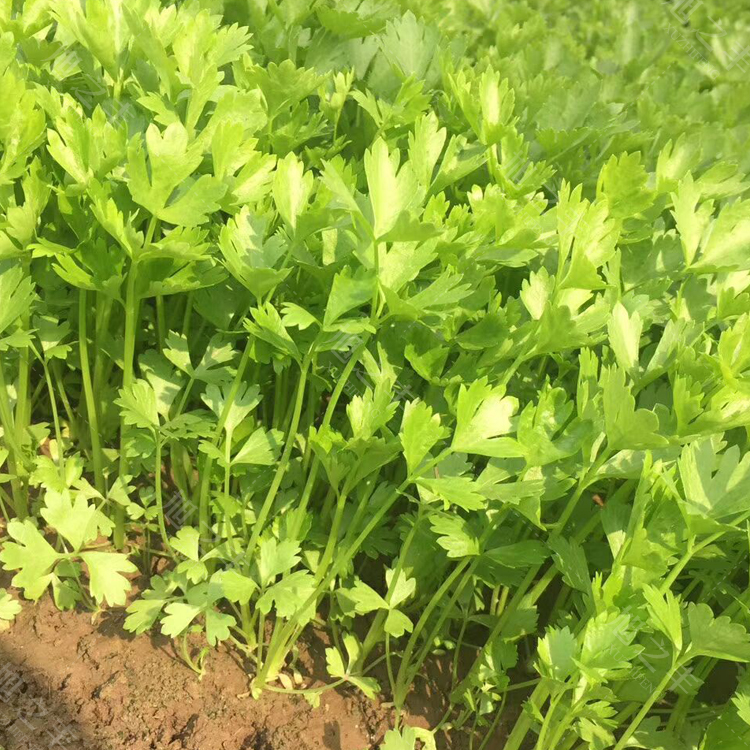 小香芹种子孑春秋季庭院阳台盆栽耐热农家蔬菜菜籽四季小芹菜种籽