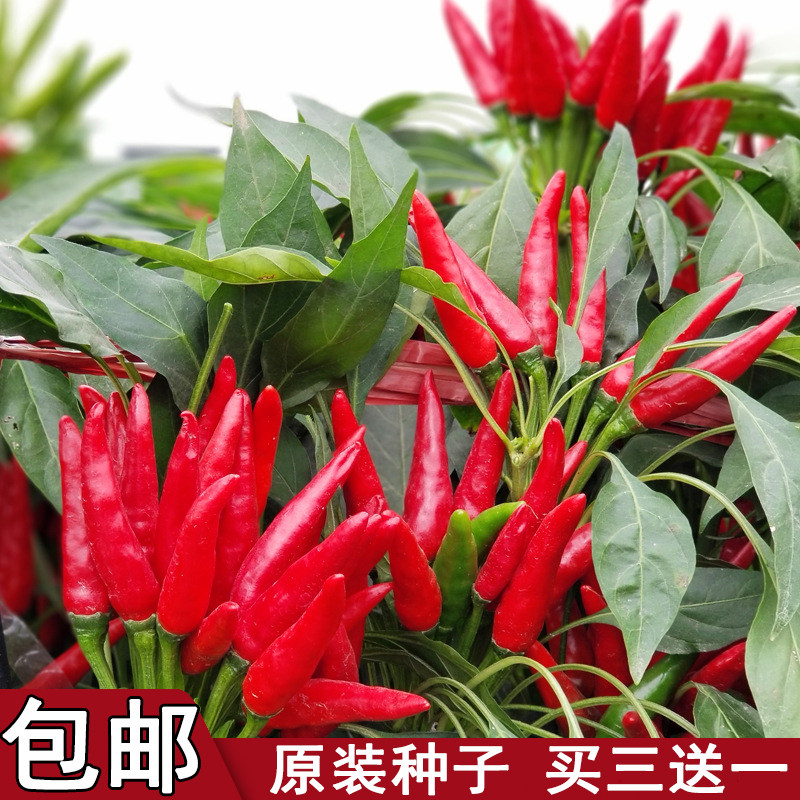 小米辣辣椒种子朝天椒种籽辣小米椒天鹰椒春季四季蔬菜种孑菜籽种