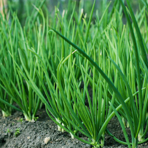 四季小葱种子小葱籽种子分葱种苗蔬菜种子盆栽葱种籽小香葱葱种头