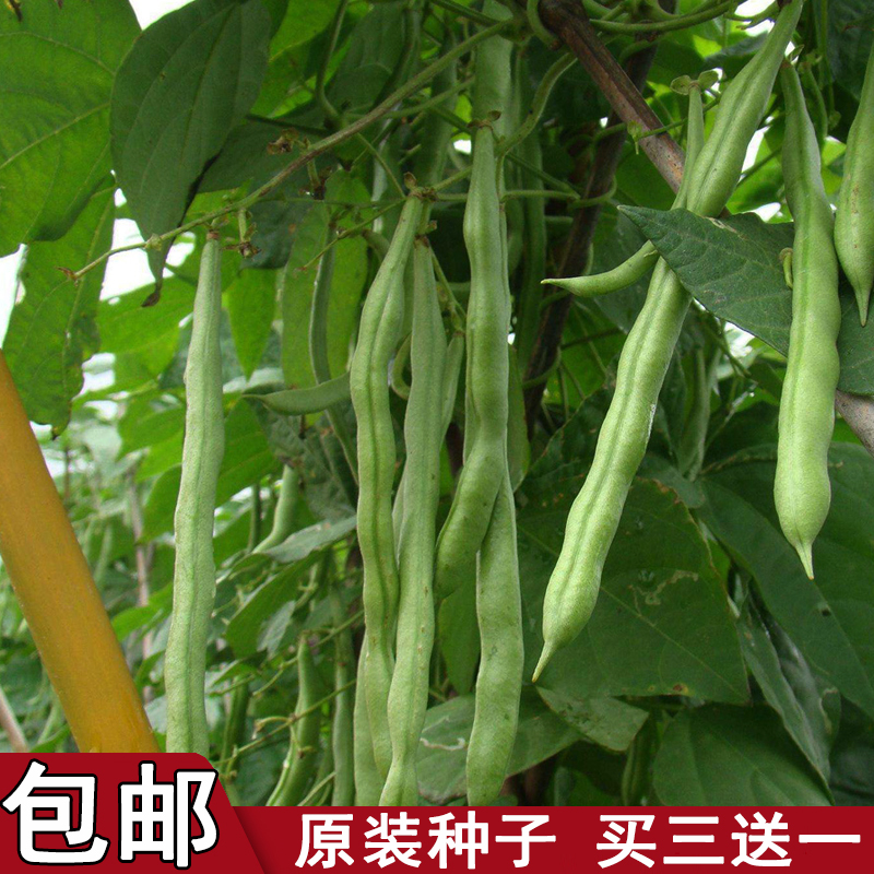 无丝四季豆角种子包邮