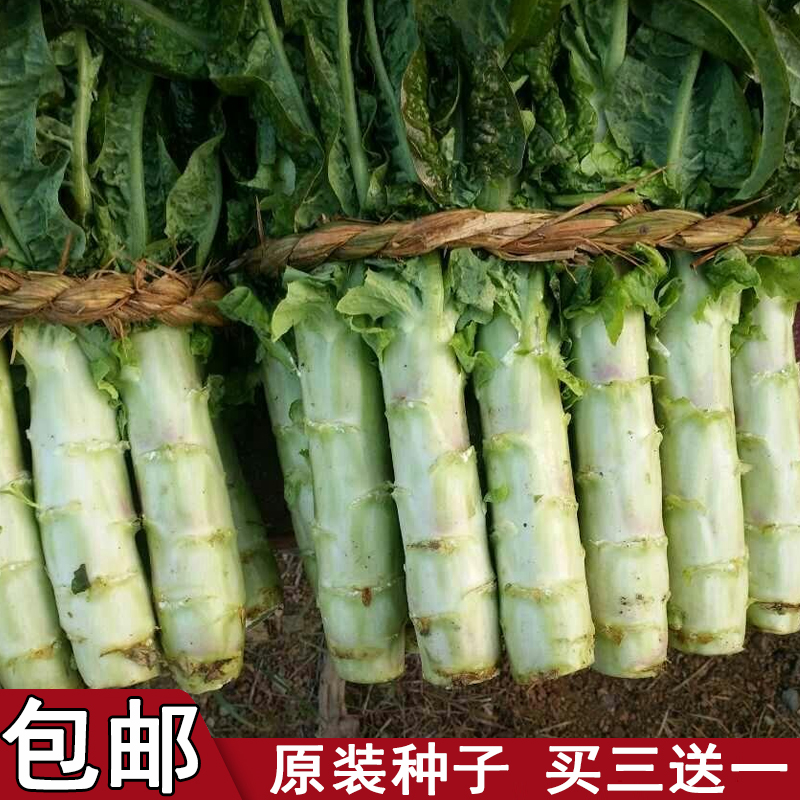 耐热四季莴笋种子包邮