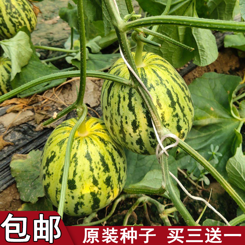 蔬菜八里香东北花蕾豹纹四季种子