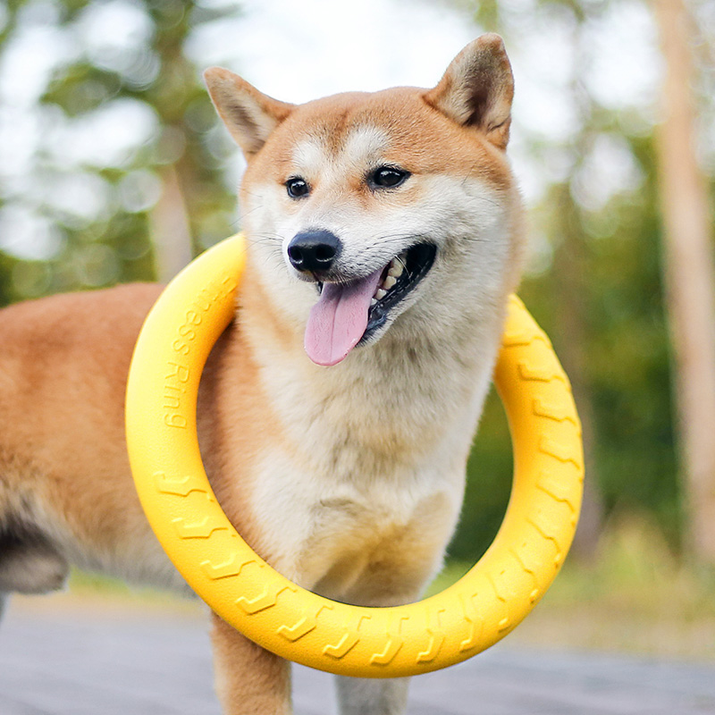 狗狗玩具互动圆盘小中大型犬柯基