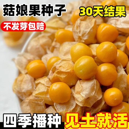 姑娘果种子粒甜黄四季植阳