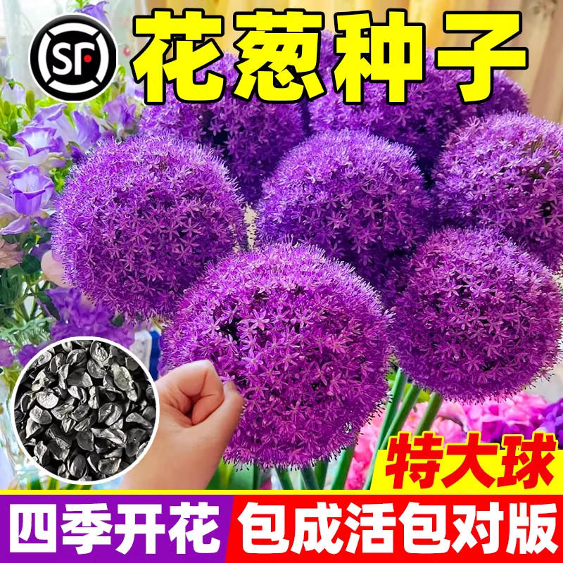 多年生花葱种子宿根虾夷葱花籽四季种植庭院景观绿植盆栽花卉种孑