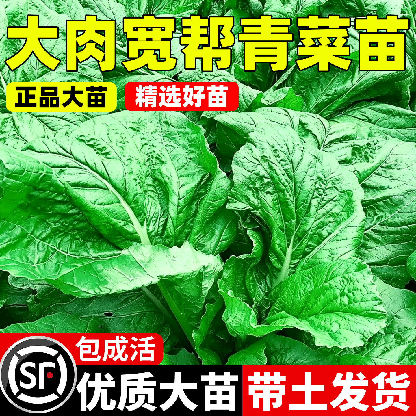 大肉宽帮青菜苗高产肉厚多汁抗病老品种阳台盆栽包心花边芥菜秧苗
