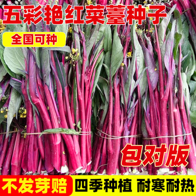 五彩艳红菜苔种子广东菜心籽