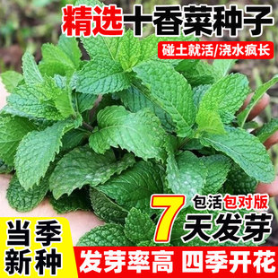 河南十香菜种籽食用鱼香草种子鱼香菜留兰香薄荷四季盆栽蔬菜苗秧
